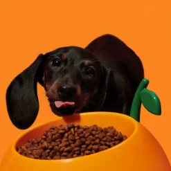 Qhalitech Comedero Juicy Orange Vetreska