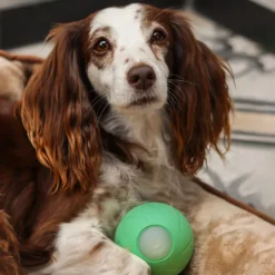 Qhalitech Pelota Interactiva para Perros Wicked Cheerble Perros Grandes