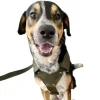 Real Pet Arnés con Correa 1.2 mts Grand Felipe