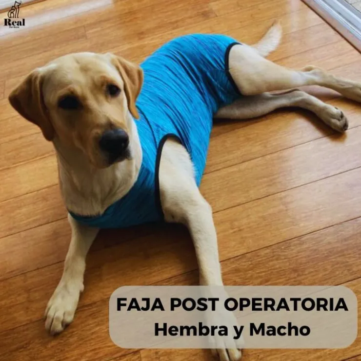 Real Pet Faja Post Operatoria Para Perros Machos