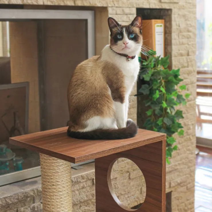 The Cat Design Box #1 Rascador de Madera Premium Gatos Marron